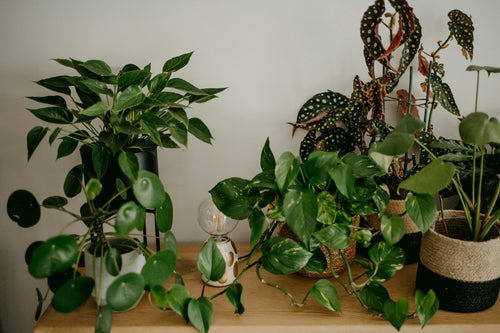Houseplant Delivery in Sydney: At-Home Care for Monstera, Cactus, and More