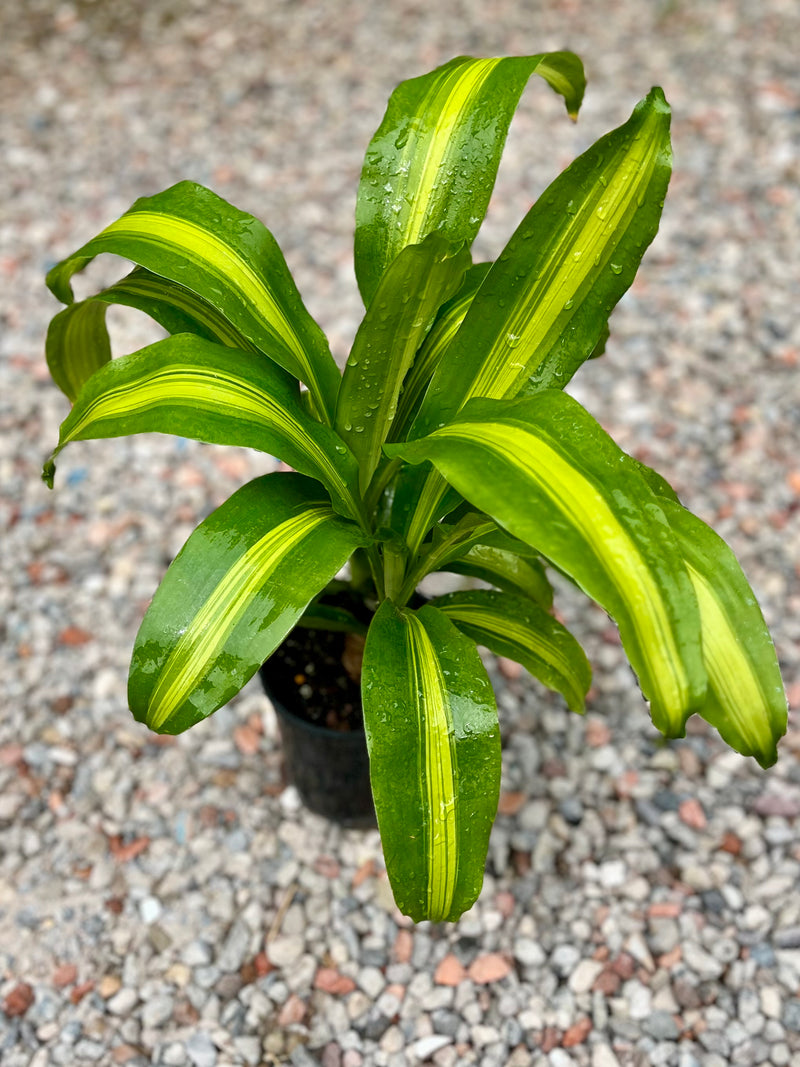 HAPPY PLANT