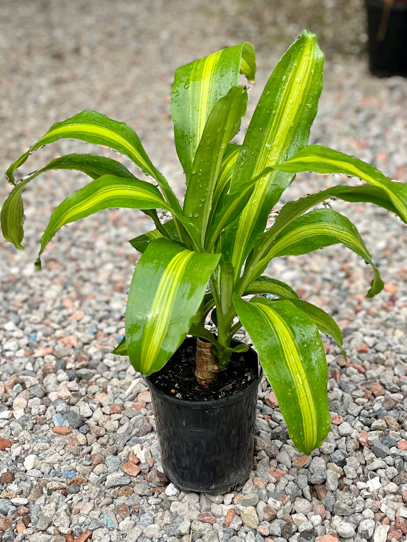 HAPPY PLANT