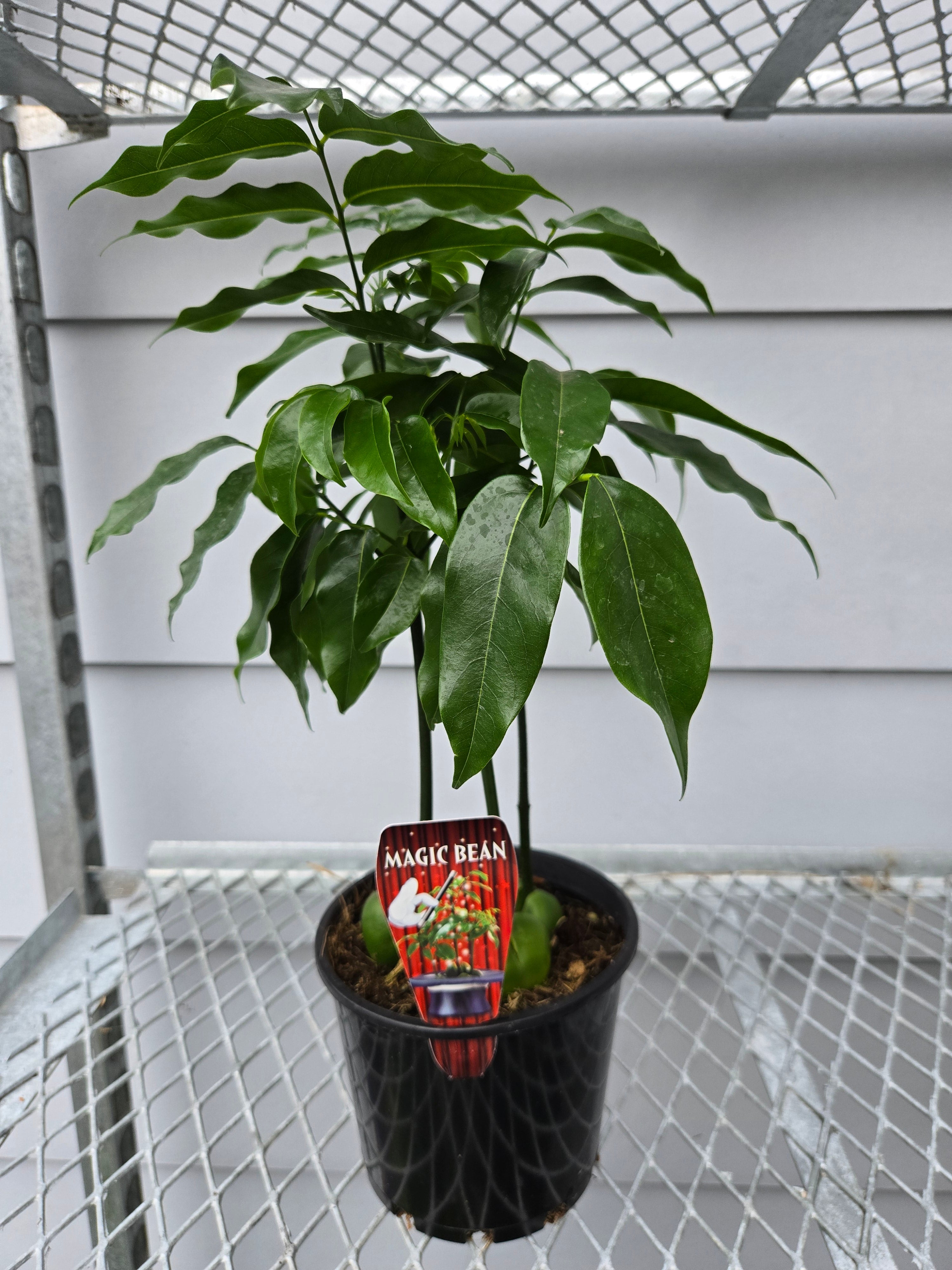 lucky bean plant indoors MAGIC BEAN PLANT 140MM