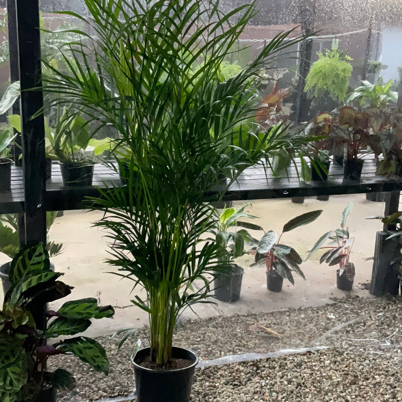 GOLDEN CANE PALM