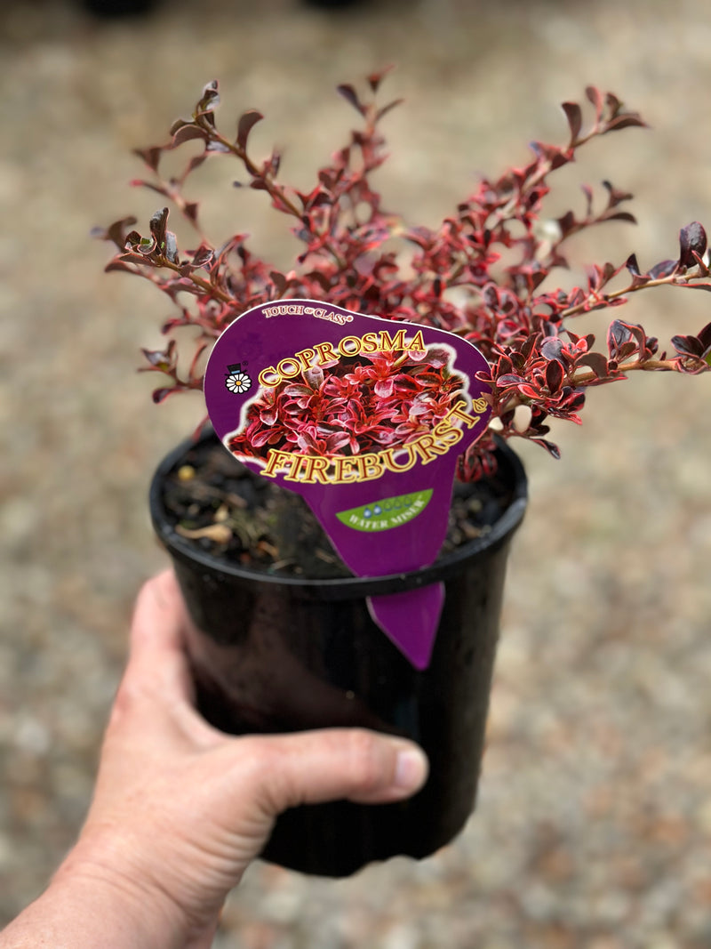 COPROSMA