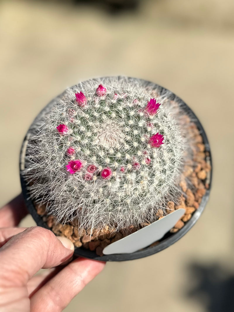 CACTUS 125MM
