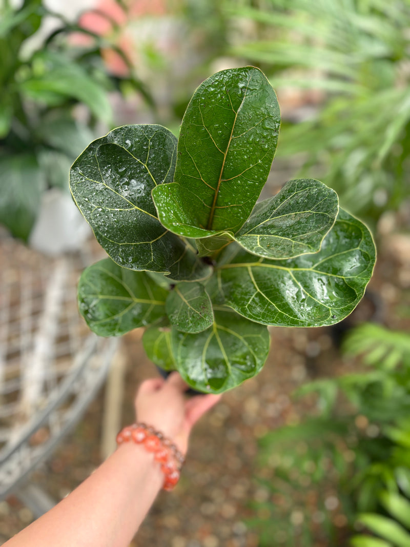 FICUS LYRATA BAMBINO