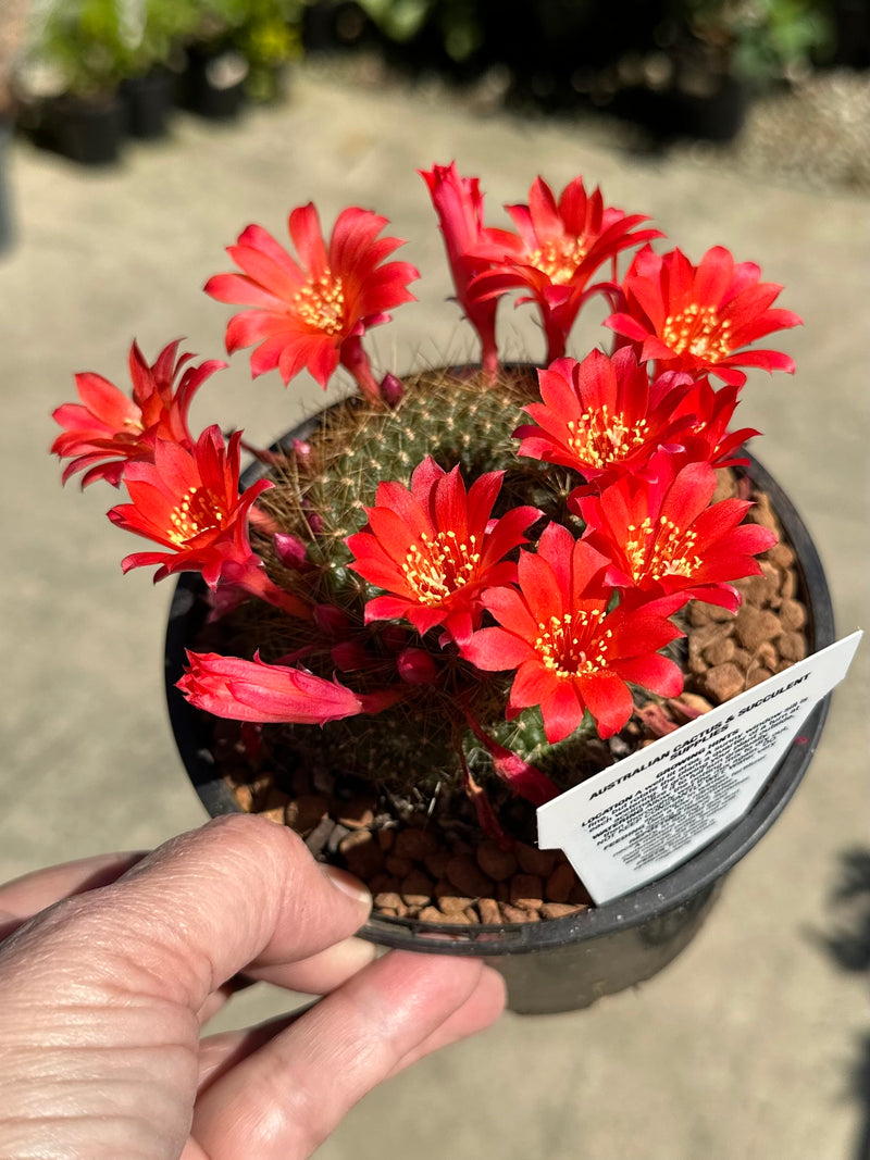 CACTUS 125MM