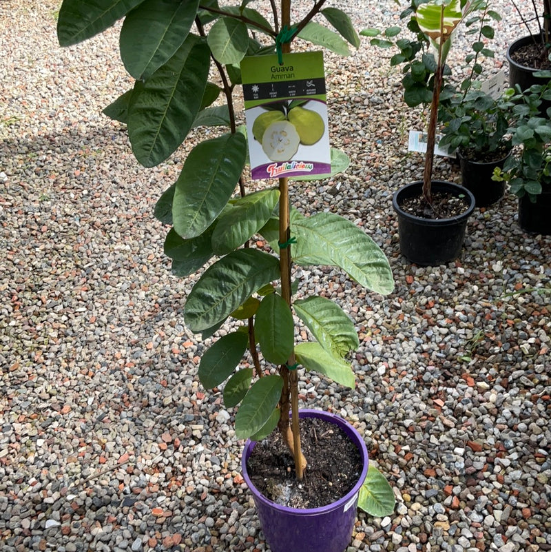 GUAVA AMMAN