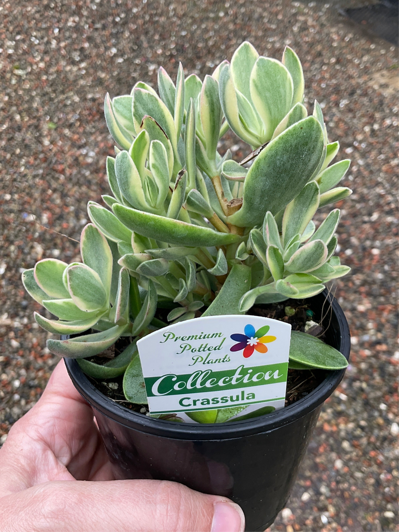CRASSULA