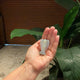 ANGEL OPALITE