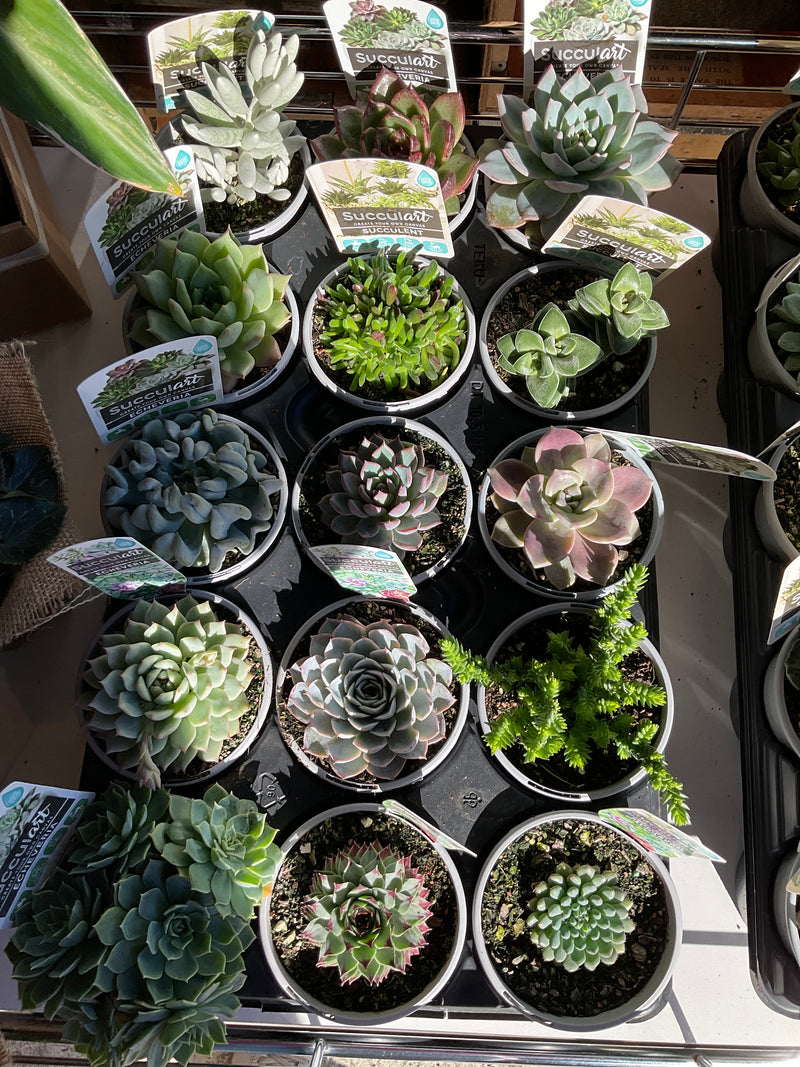 POT SUCCLENTS