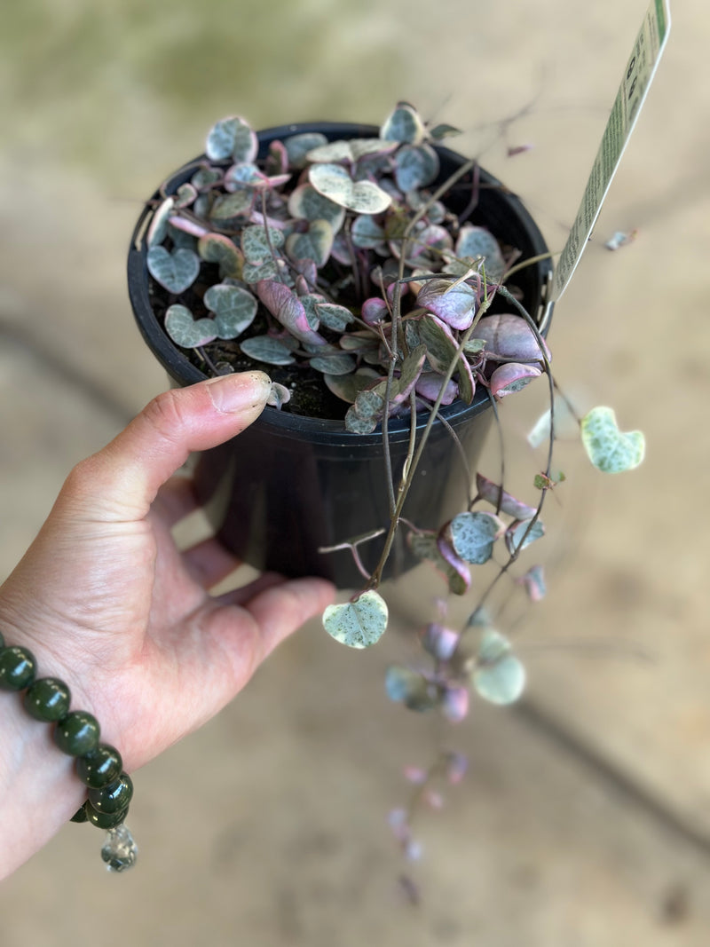 CHAIN OF HEARTS VAR