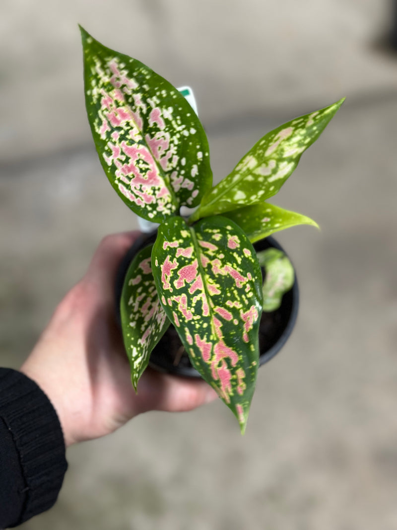 AGLAONEMA VALENTINE