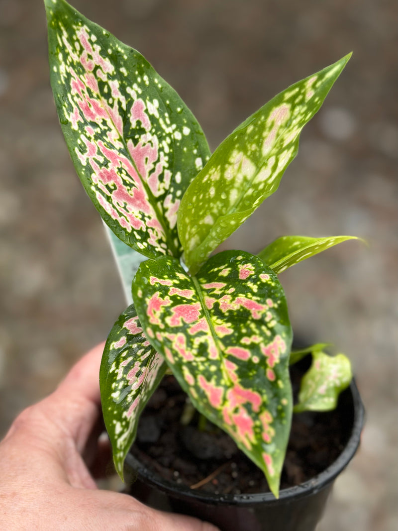 AGLAONEMA VALENTINE