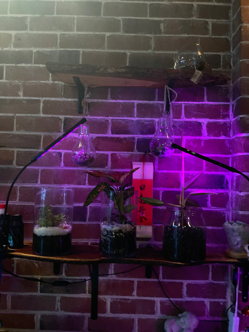 Custom terrarium