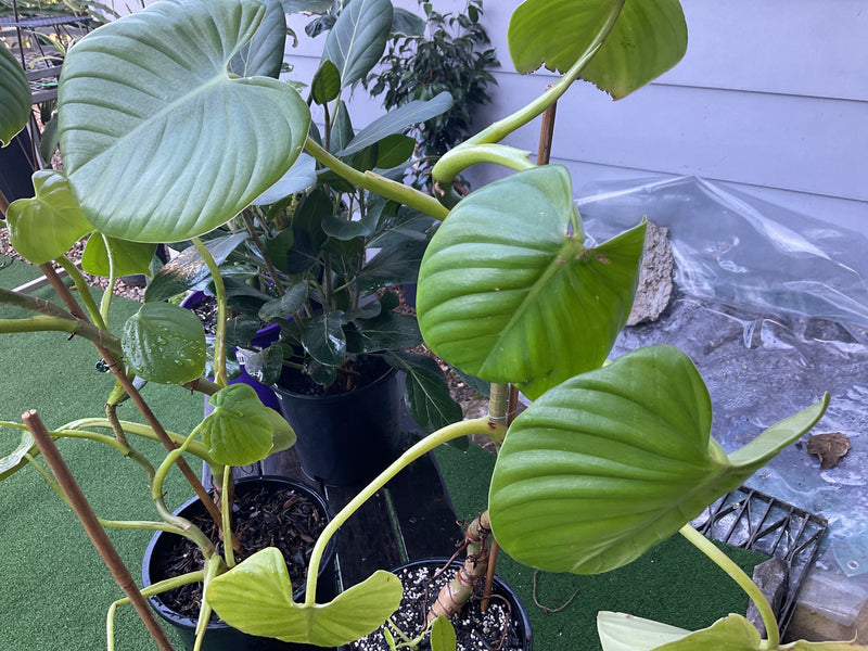 Philodendron gloriosum 130mm