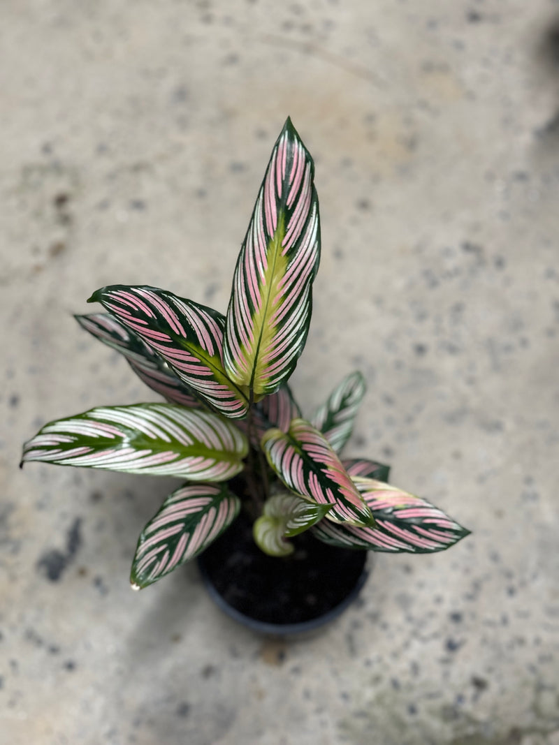 CALATHEA WHITE STAR