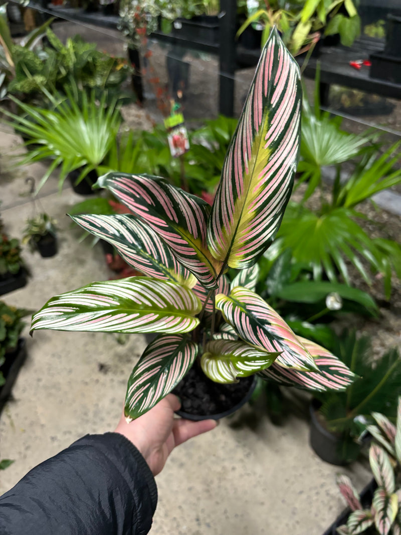 CALATHEA WHITE STAR