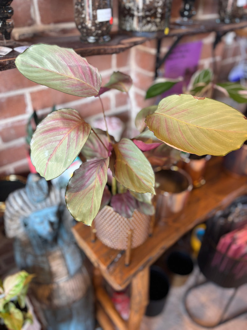 CALATHEA SILVER PLATE 130MM