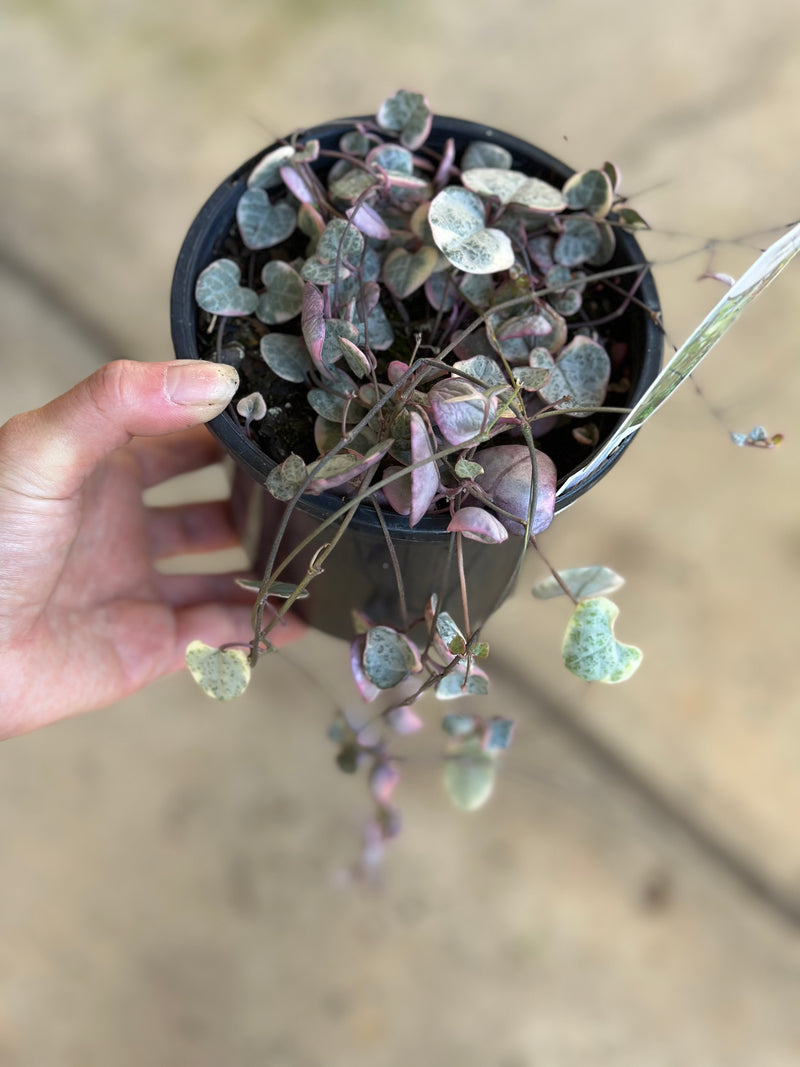 CHAIN OF HEARTS VAR