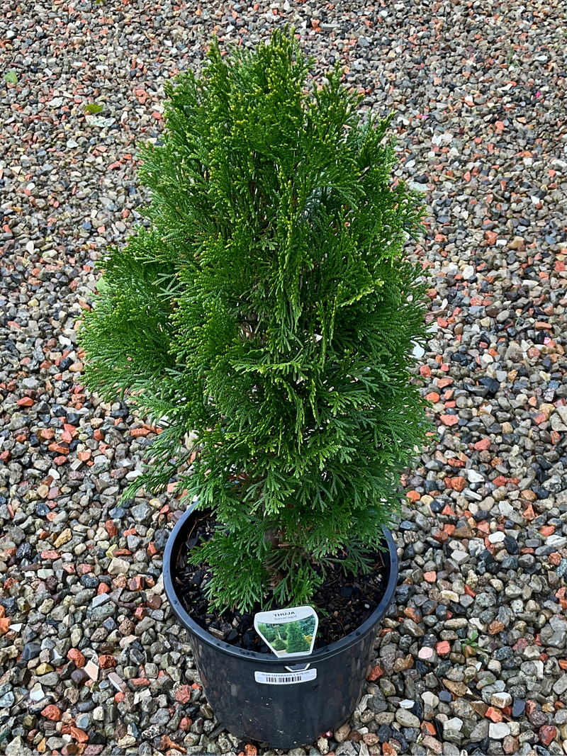200MM THUJA SMARAGD
