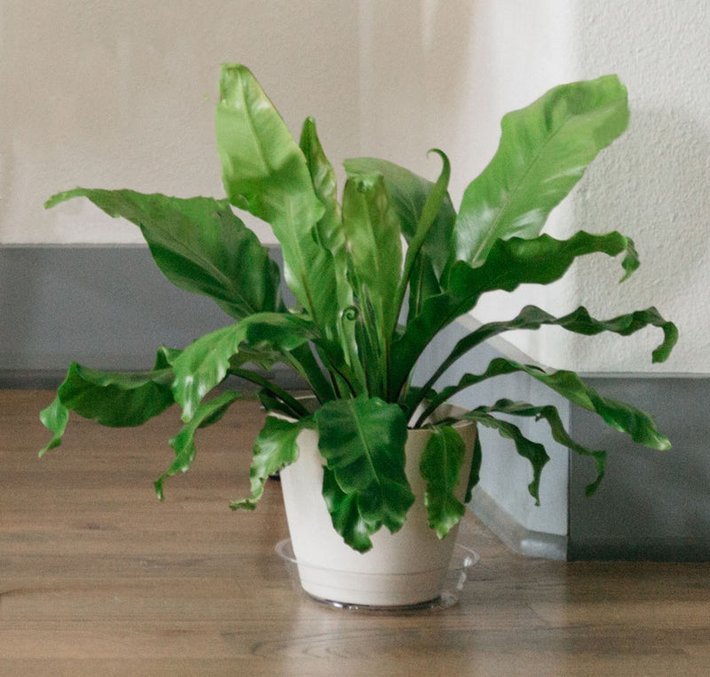 https://cdn11.bigcommerce.com/s-ebhtryce91/images/stencil/original/products/195/519/Clear_Plant_Saucer__45081.1726469069.jpg