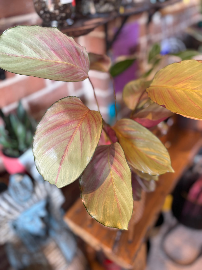 CALATHEA SILVER PLATE 130MM