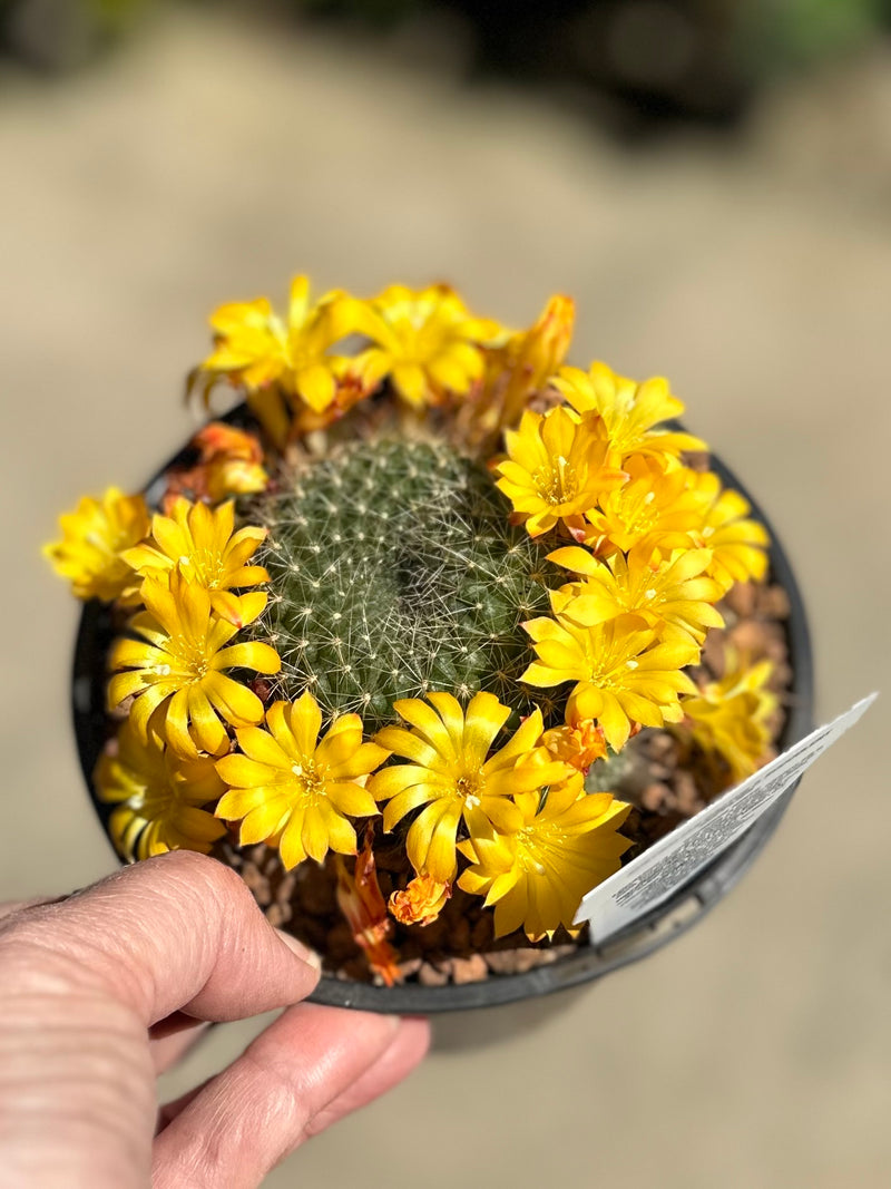 CACTUS 125MM