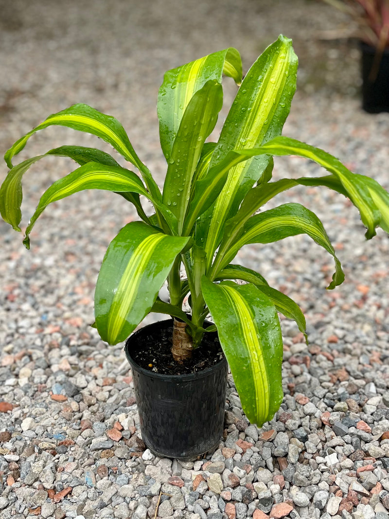 HAPPY PLANT