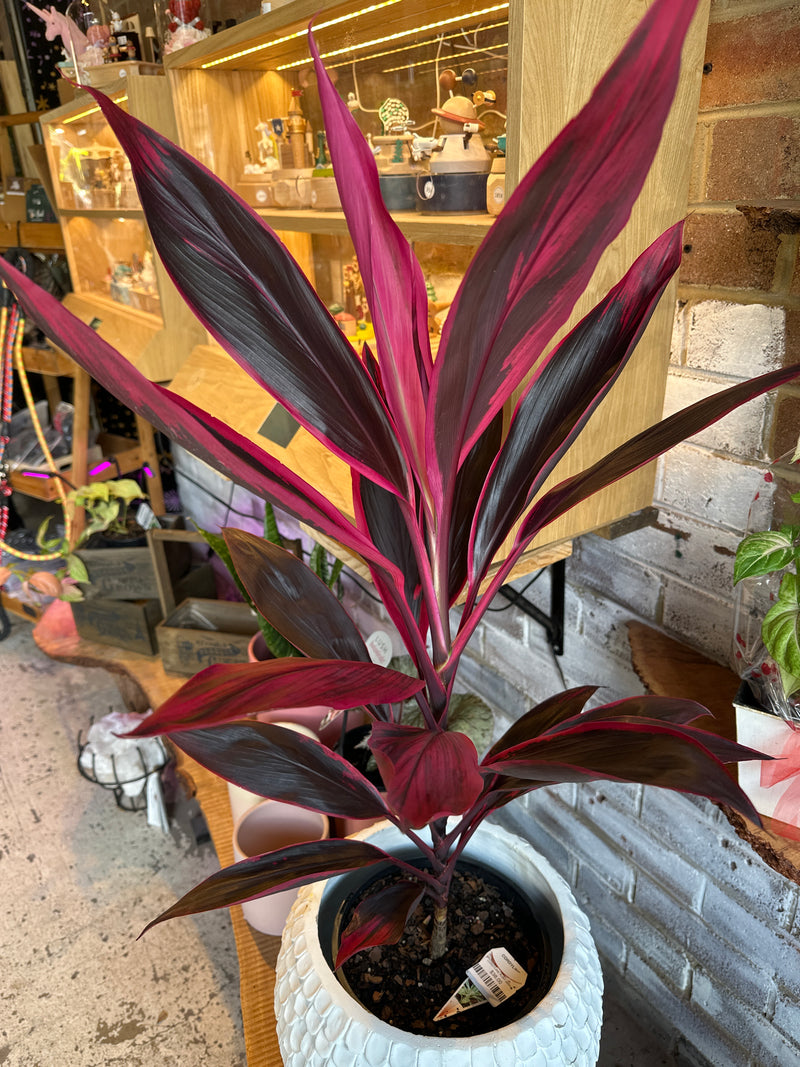 CORDYLINE FRUTICOSA EARLY MORNING DIAMOND 200MM