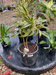 DRACAENA REFLEXA SONG OF INDIA