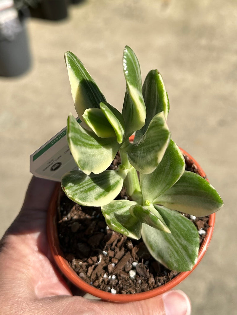 SUCCULENTS 80MM