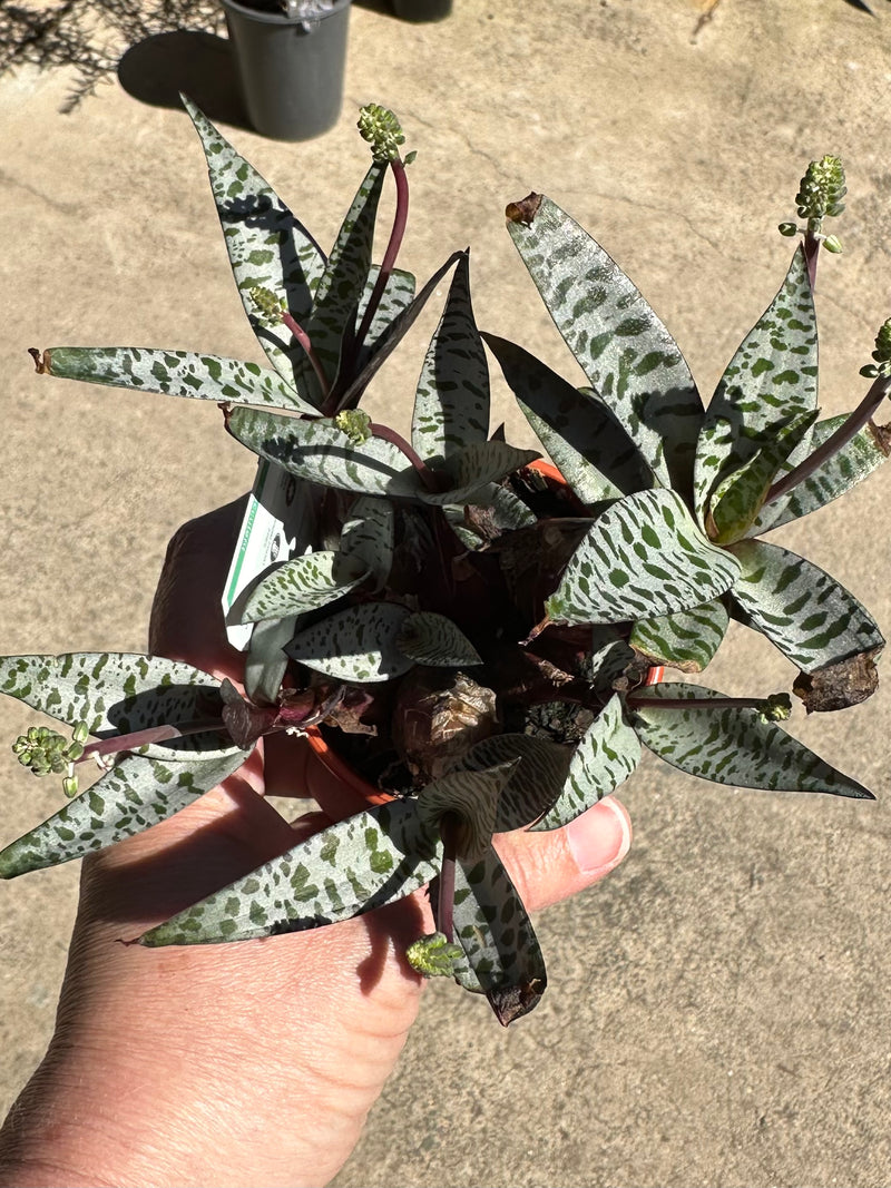 SUCCULENTS 80MM