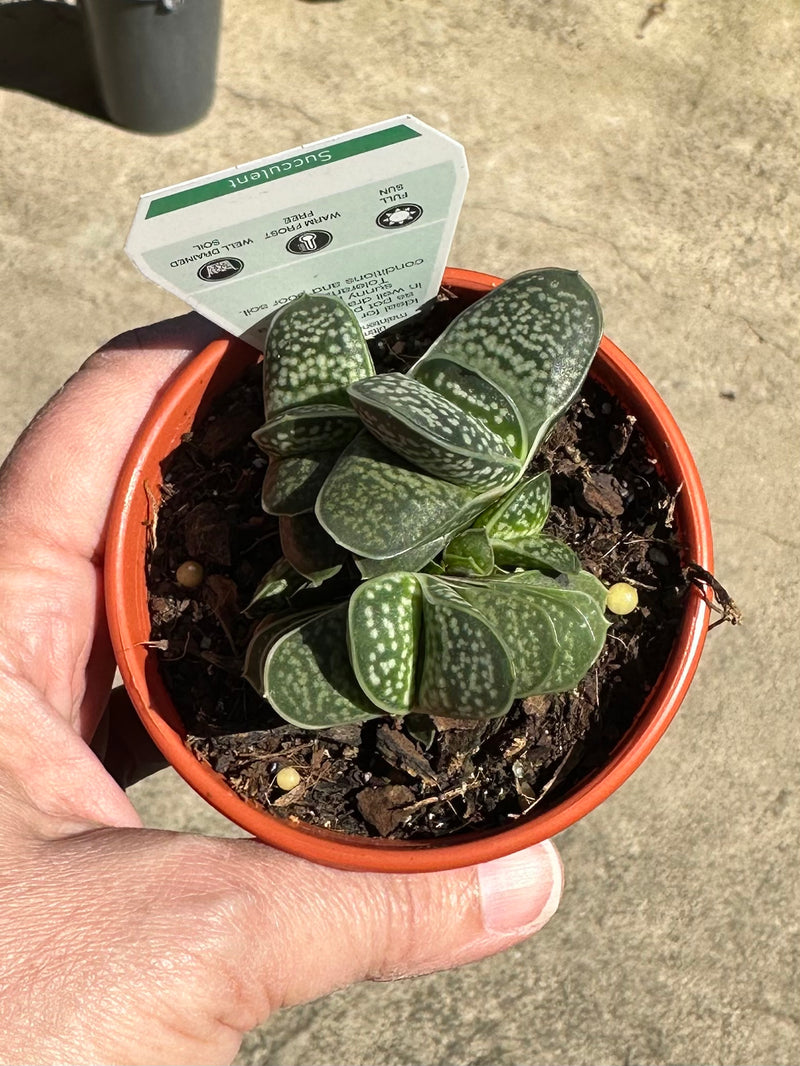 SUCCULENTS 80MM