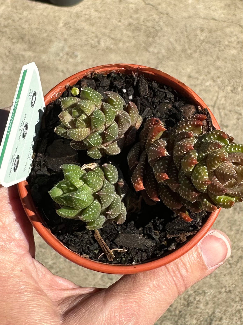 SUCCULENTS 80MM
