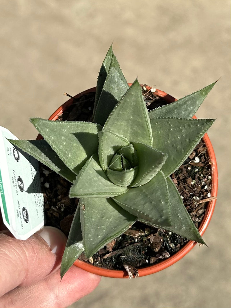 SUCCULENTS 80MM