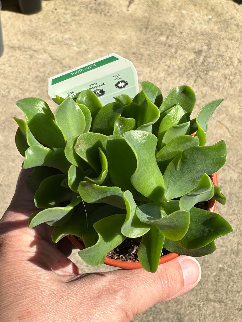 SUCCULENTS 80MM