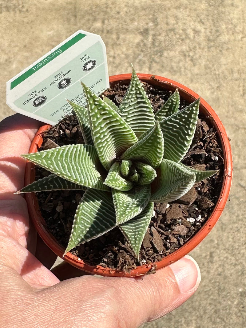 SUCCULENTS 80MM
