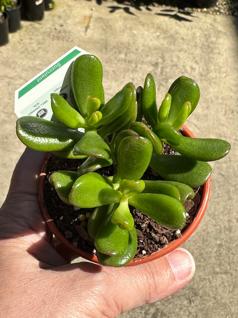 SUCCULENTS 80MM