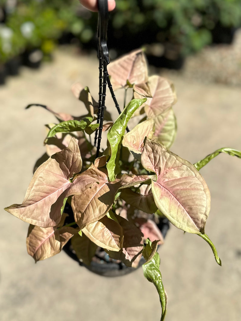 SYNGONIUM NEON PINK