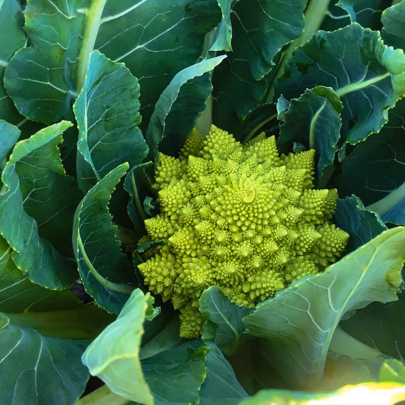 Organic Romanesco Broccoli Heirloom Seeds - Nutrient-Rich & Beautiful