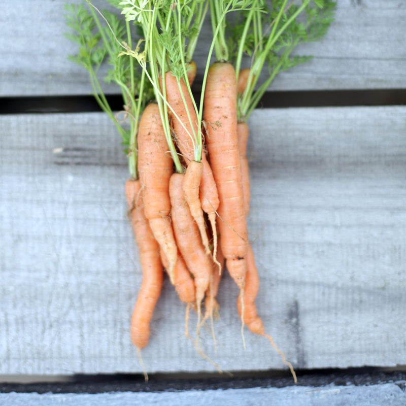 Premium Baby Amsterdam Heirloom Carrot Seeds for Garden Lovers