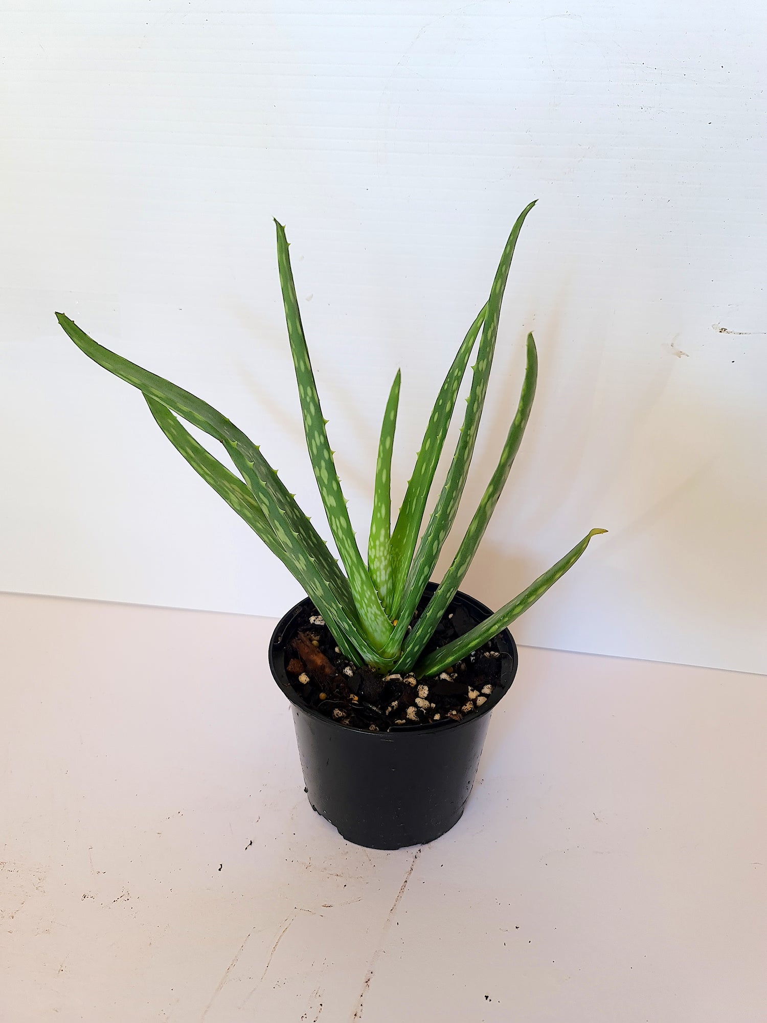 MEDICAL GRADE ALOE VERA