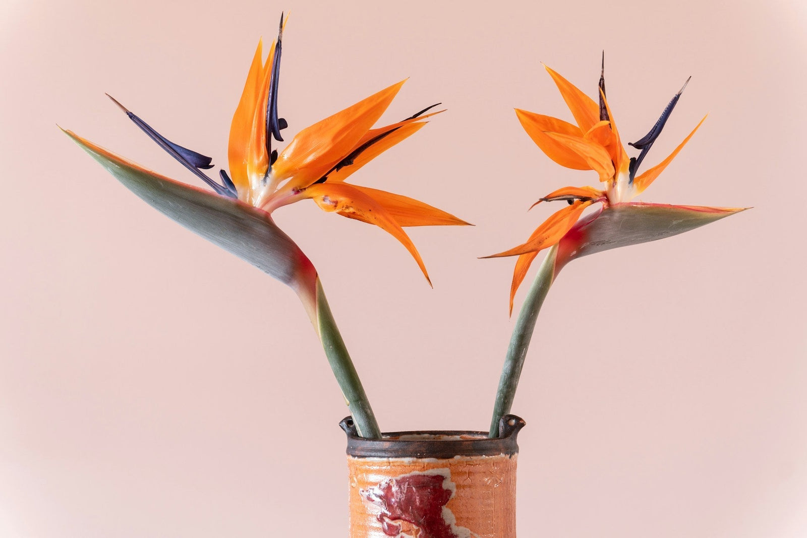 Caring for Bird of Paradise Indoors in Sydney Homes and During Holidays