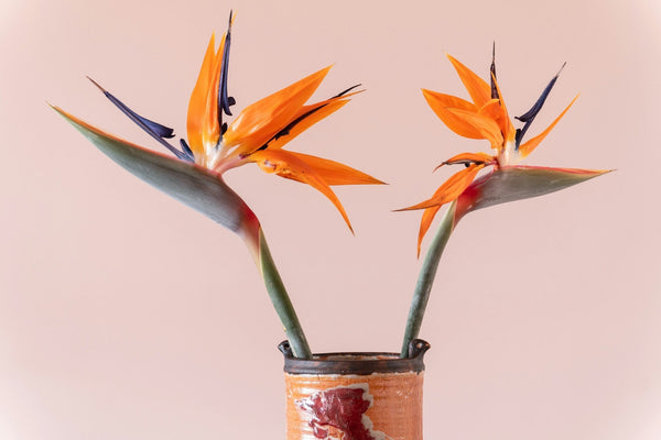 Caring for Bird of Paradise Indoors in Sydney Homes and During Holidays