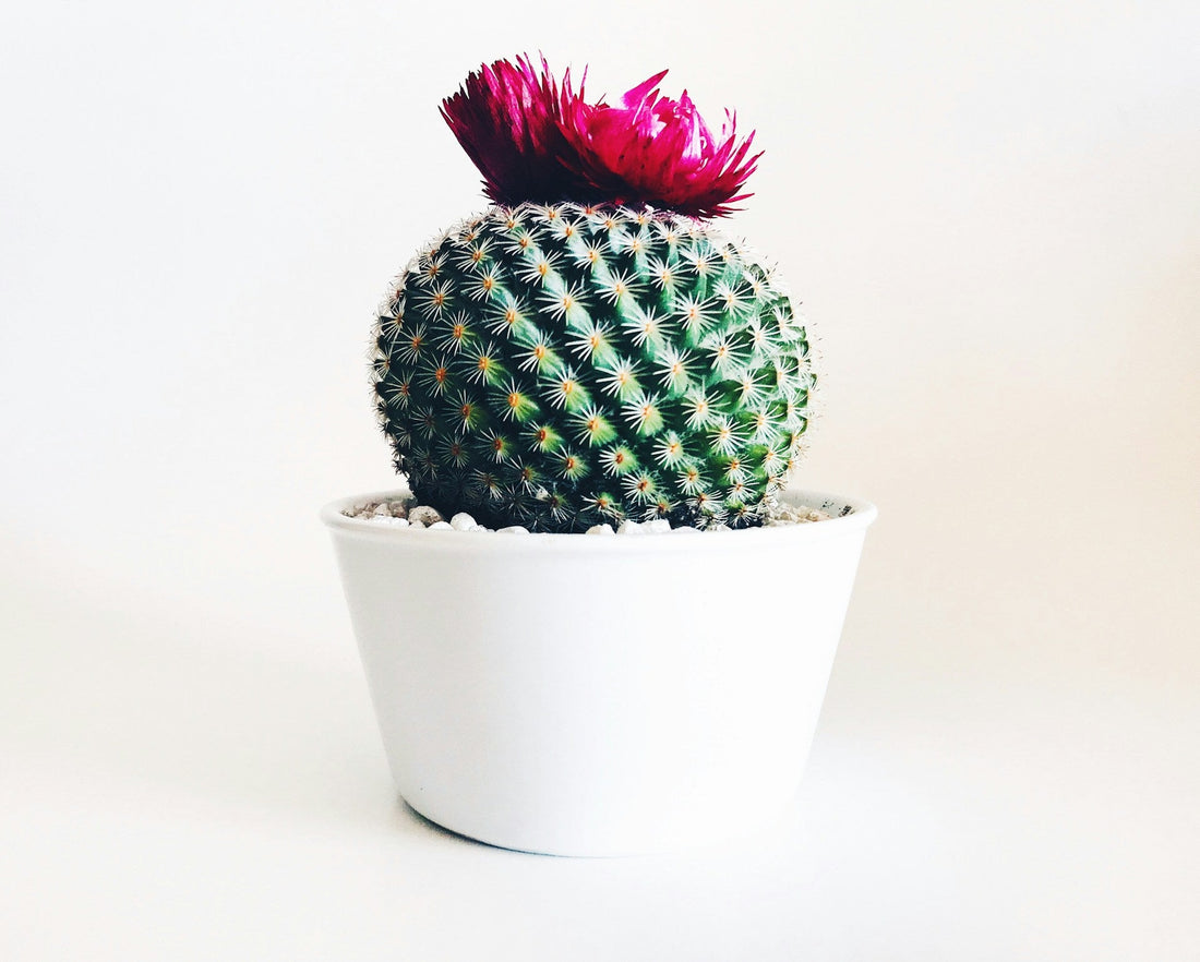 Cactus Care