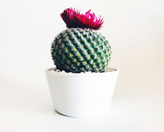 Cactus Care