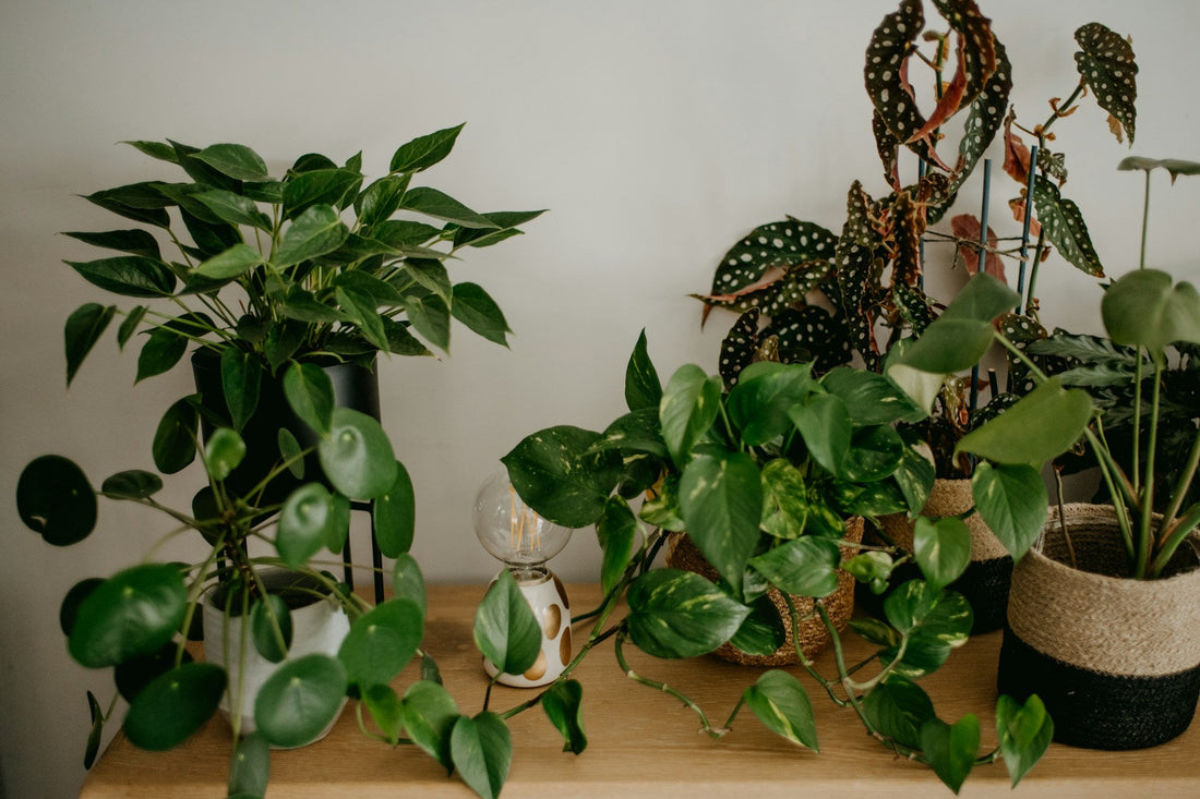 Houseplant