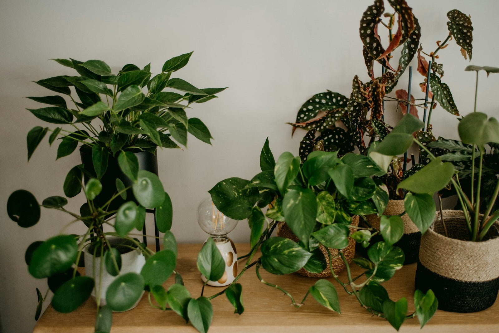 Houseplant Delivery in Sydney: At-Home Care for Monstera, Cactus, and More