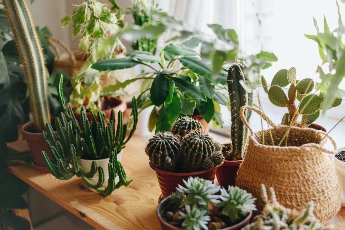 Houseplant Care