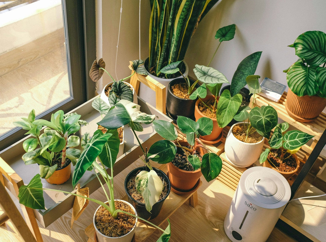 Houseplants
