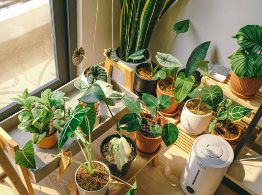 Houseplants